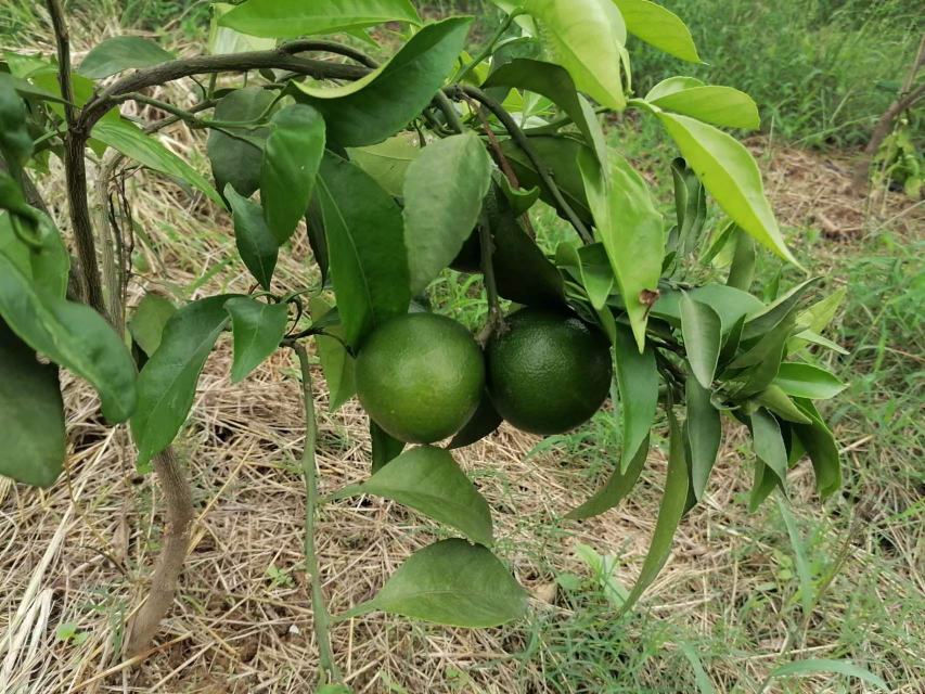 展示正宗爱媛38号苗的形态特征与嫁接部位 爱媛38号苗木展示图