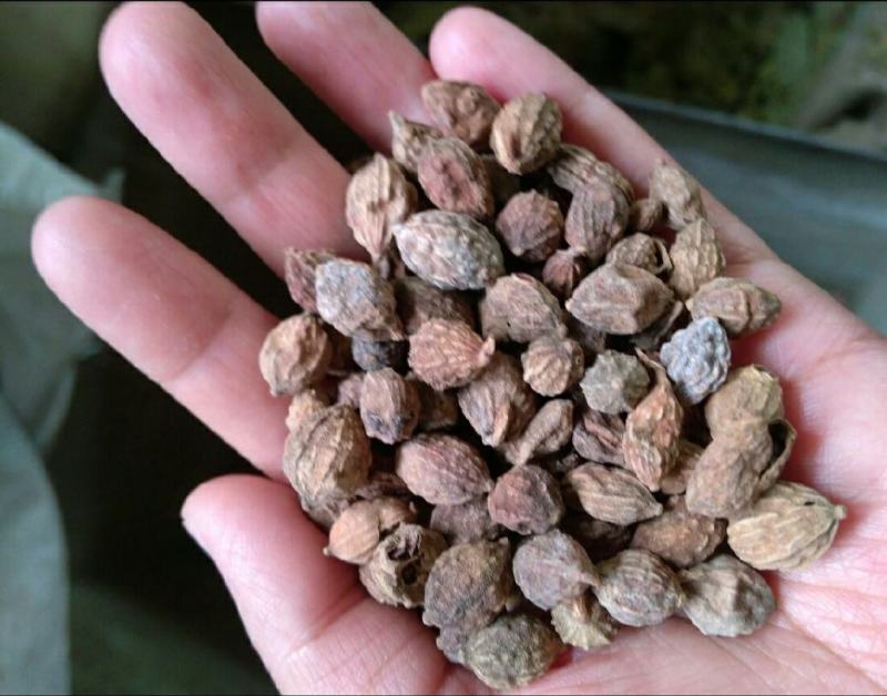 益智仁干货益智仁欢迎选购！量大从优！