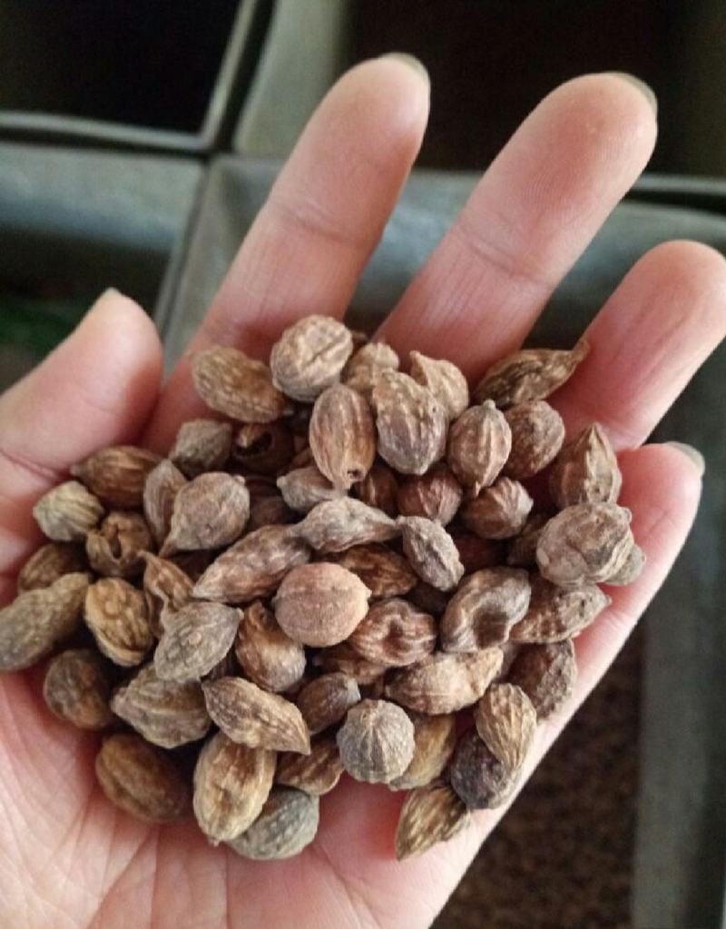 益智仁干货益智仁欢迎选购！量大从优！