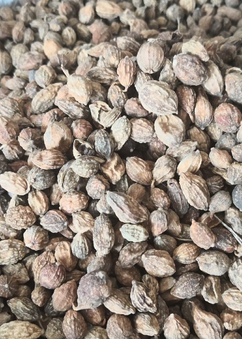 益智仁干货益智仁欢迎选购！量大从优！