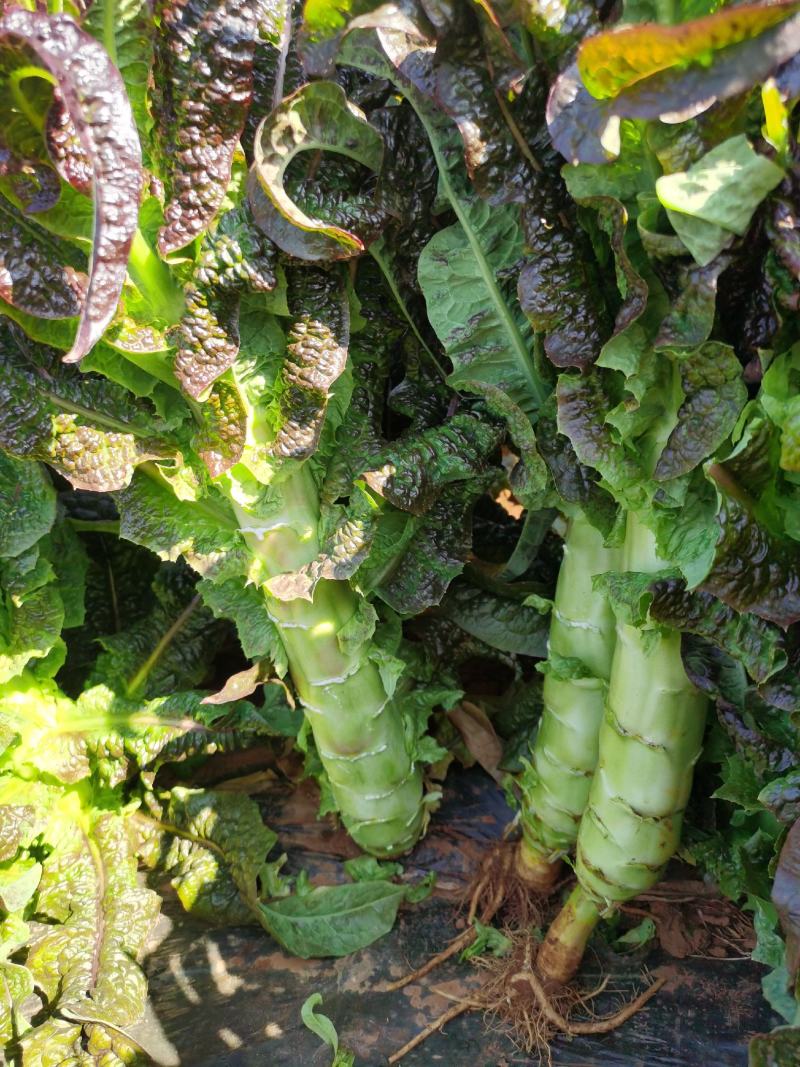 紫叶香莴笋