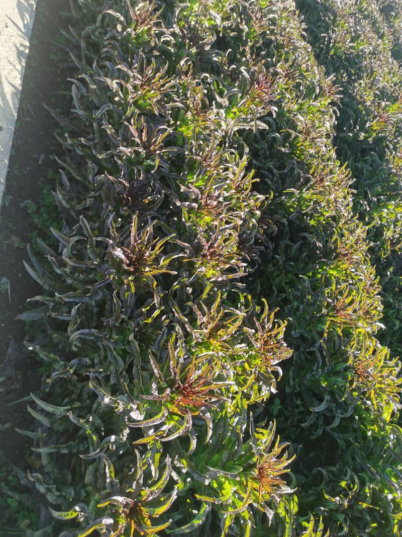 紫叶香莴笋