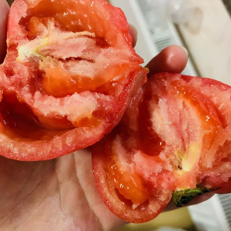 豫艺抗TY金粉沙瓤大番茄种子大果沙瓤西红柿种子自封顶