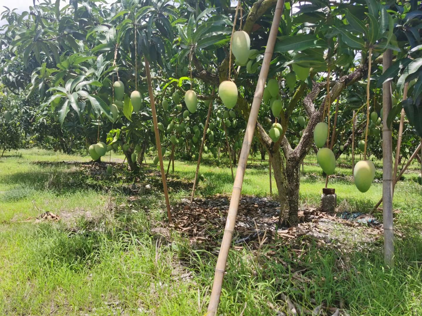 小台芒果园中整齐排列的果树正在开花结果