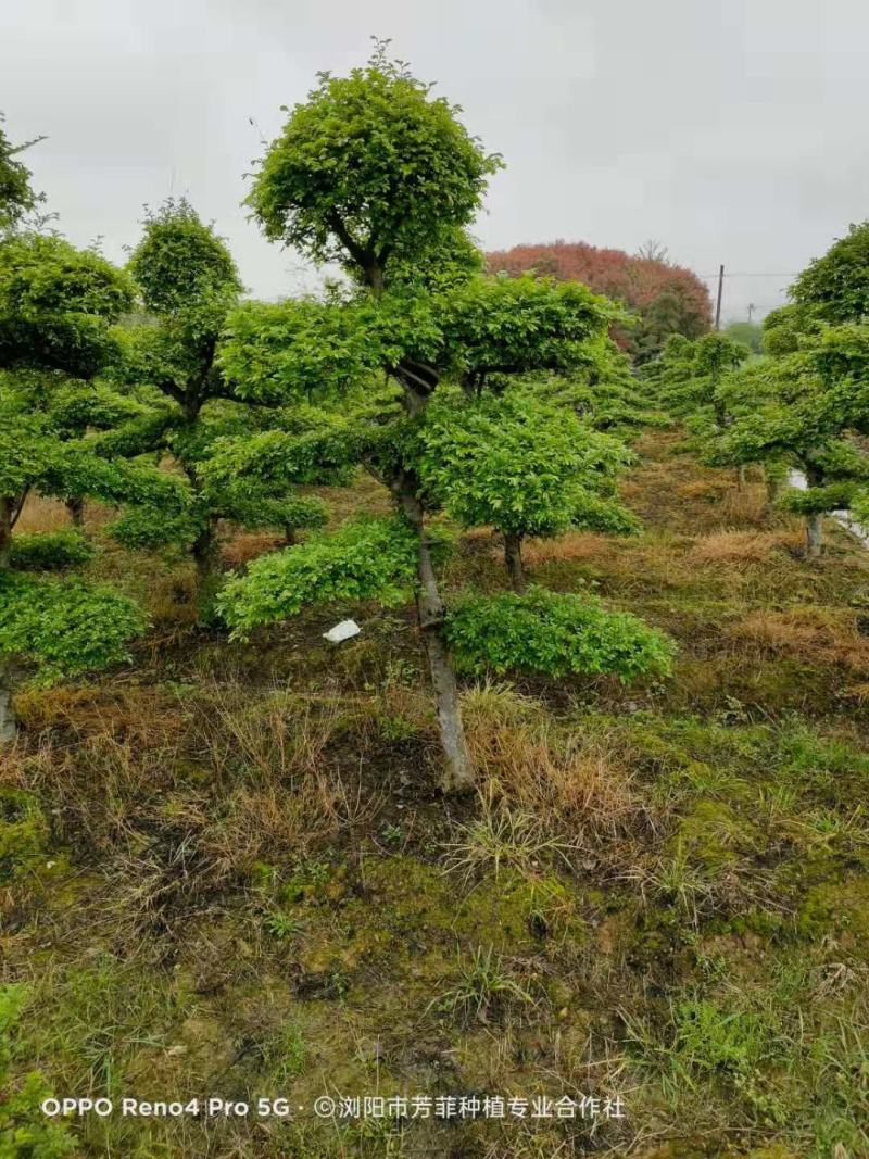 造型榆树基地#榔榆#湖南苗木#造型景观树