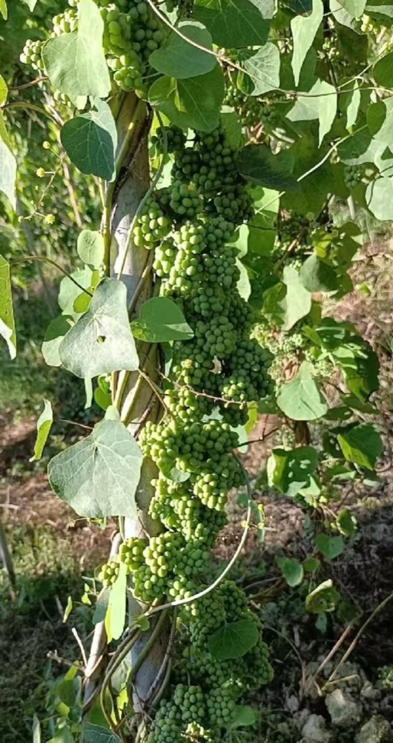 粉防己苗，大量供应优质粉防己苗，种植效益高的种苗