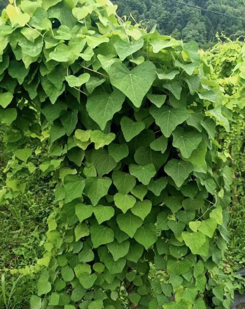 粉防己苗，大量供应优质粉防己苗，种植效益高的种苗