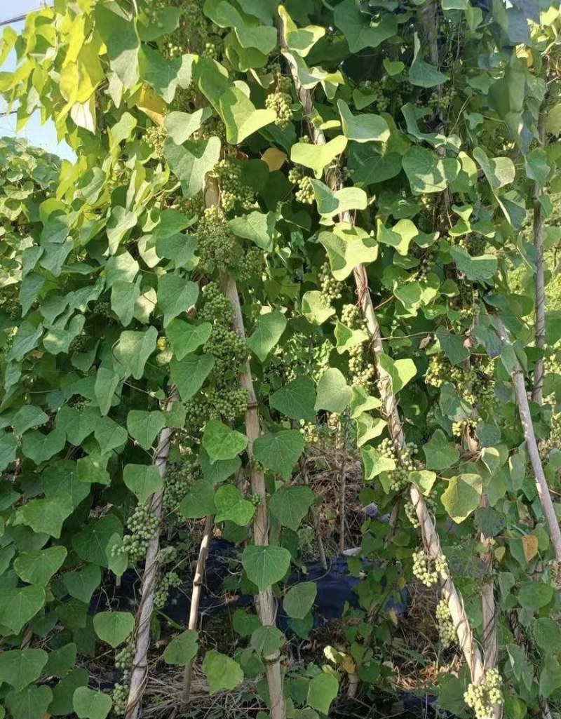 粉防己苗，大量供应优质粉防己苗，种植效益高的种苗