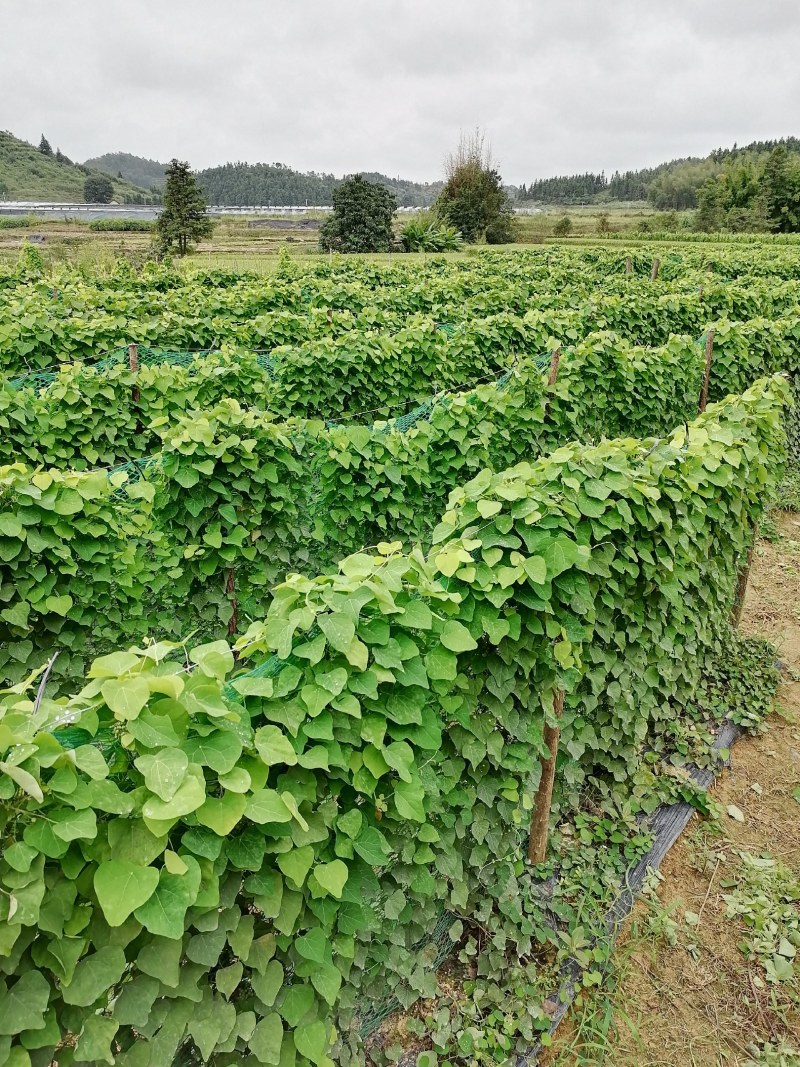 粉防己苗，大量供应优质粉防己苗，种植效益高的种苗