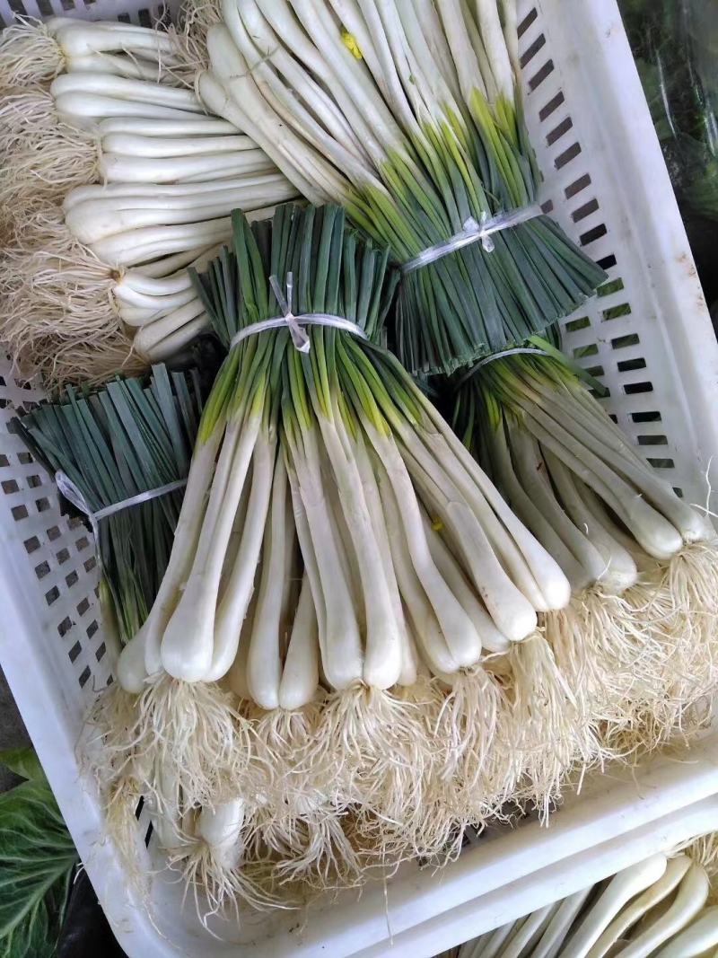 马家藠头