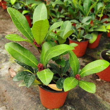 新品紫玉珊瑚盆景盆栽带花年宵花卉植物室内观花植物多年生