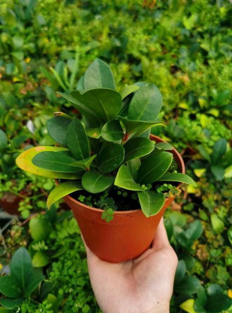 新品紫玉珊瑚盆景盆栽带花年宵花卉植物室内观花植物多年生