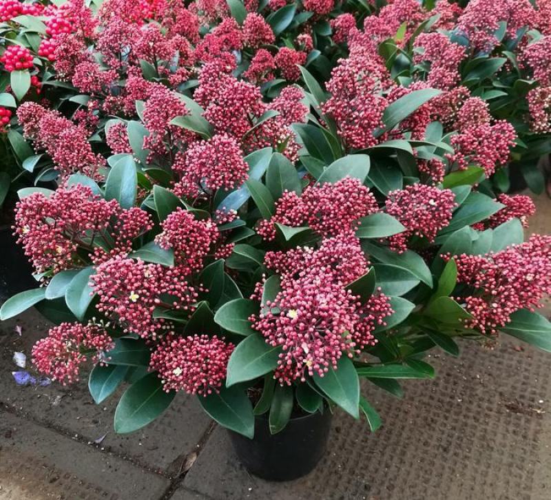 新品紫玉珊瑚盆景盆栽带花年宵花卉植物室内观花植物多年生