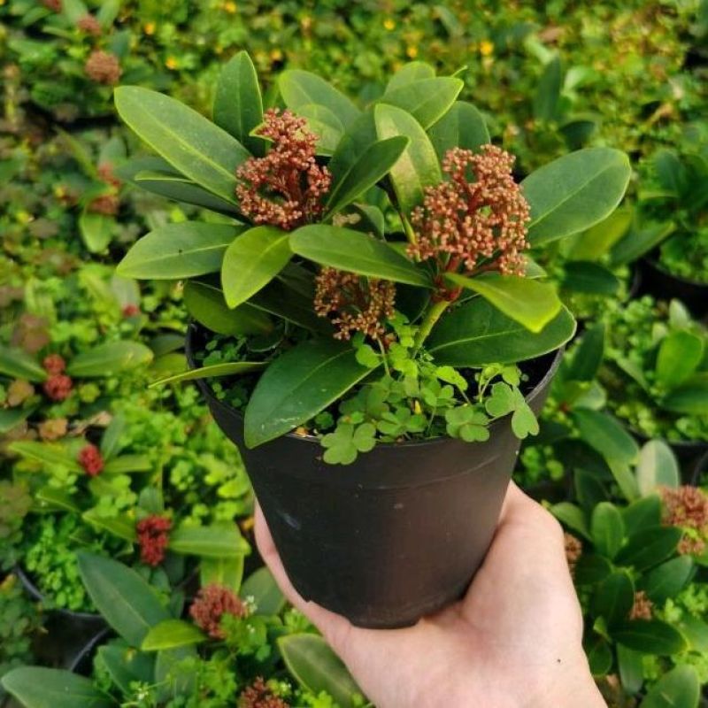 新品紫玉珊瑚盆景盆栽带花年宵花卉植物室内观花植物多年生