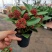 新品紫玉珊瑚盆景盆栽带花年宵花卉植物室内观花植物多年生
