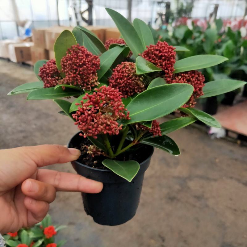 新品紫玉珊瑚盆景盆栽带花年宵花卉植物室内观花植物多年生
