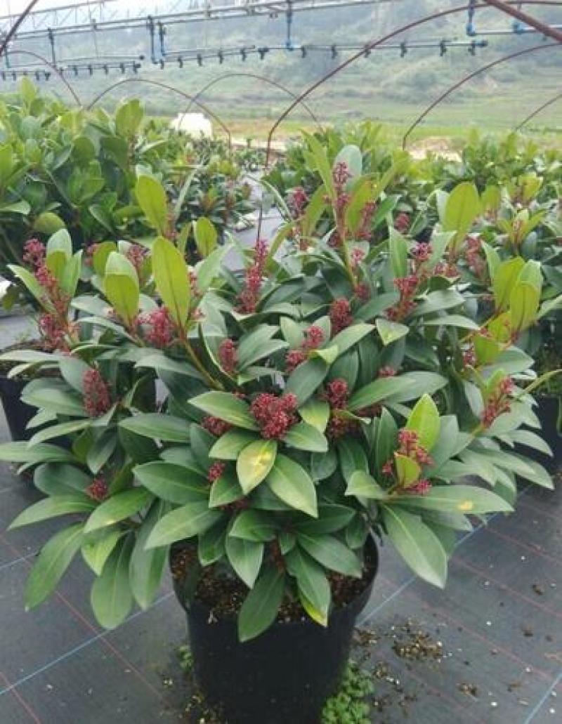 新品紫玉珊瑚盆景盆栽带花年宵花卉植物室内观花植物多年生