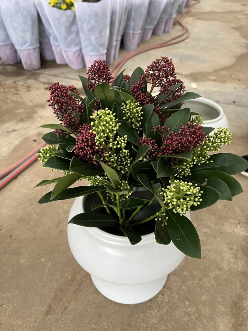 新品紫玉珊瑚盆景盆栽带花年宵花卉植物室内观花植物多年生
