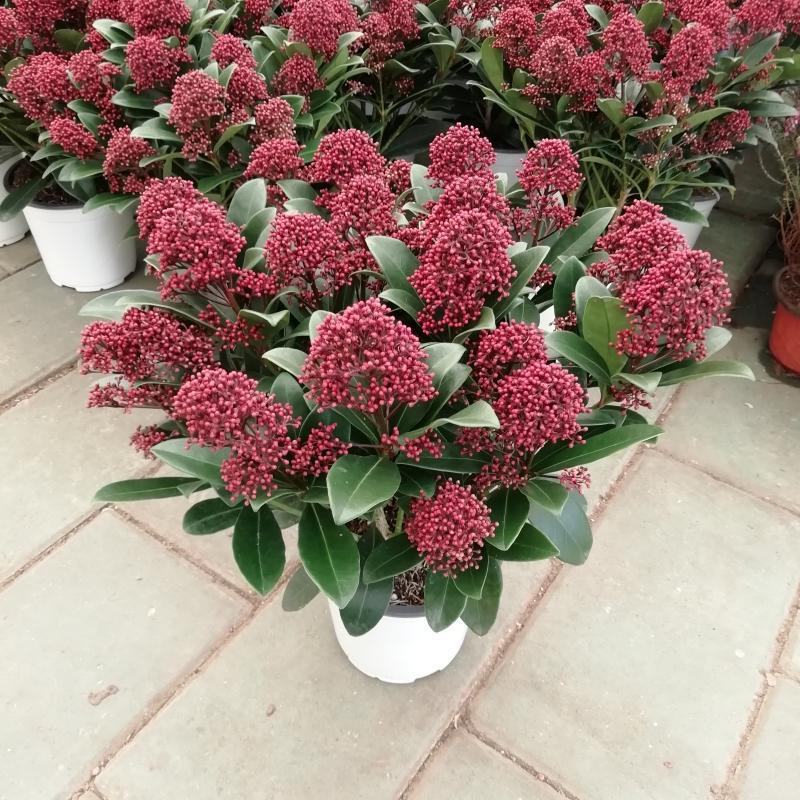 新品紫玉珊瑚盆景盆栽带花年宵花卉植物室内观花植物多年生