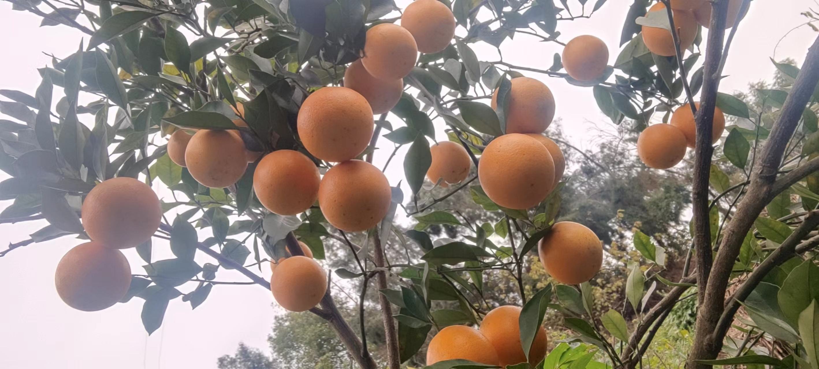 血橙提取物在不同产品中的应用场景