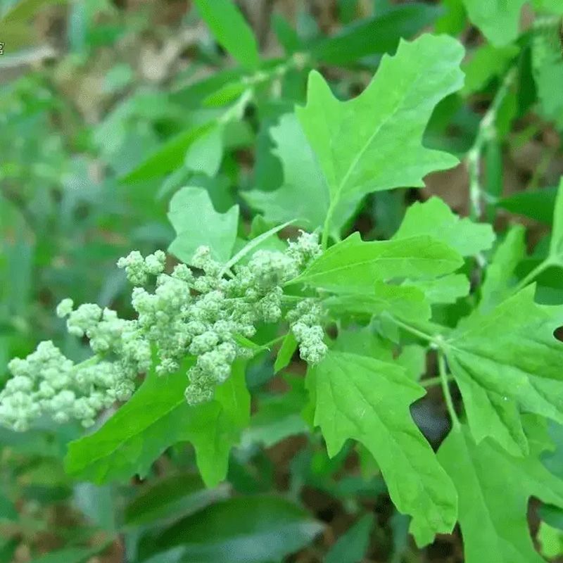灰菜籽