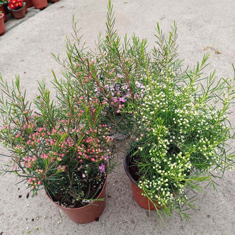 进口澳洲腊梅盆栽带花苞梅花耐寒多年生木本植物阳台庭院