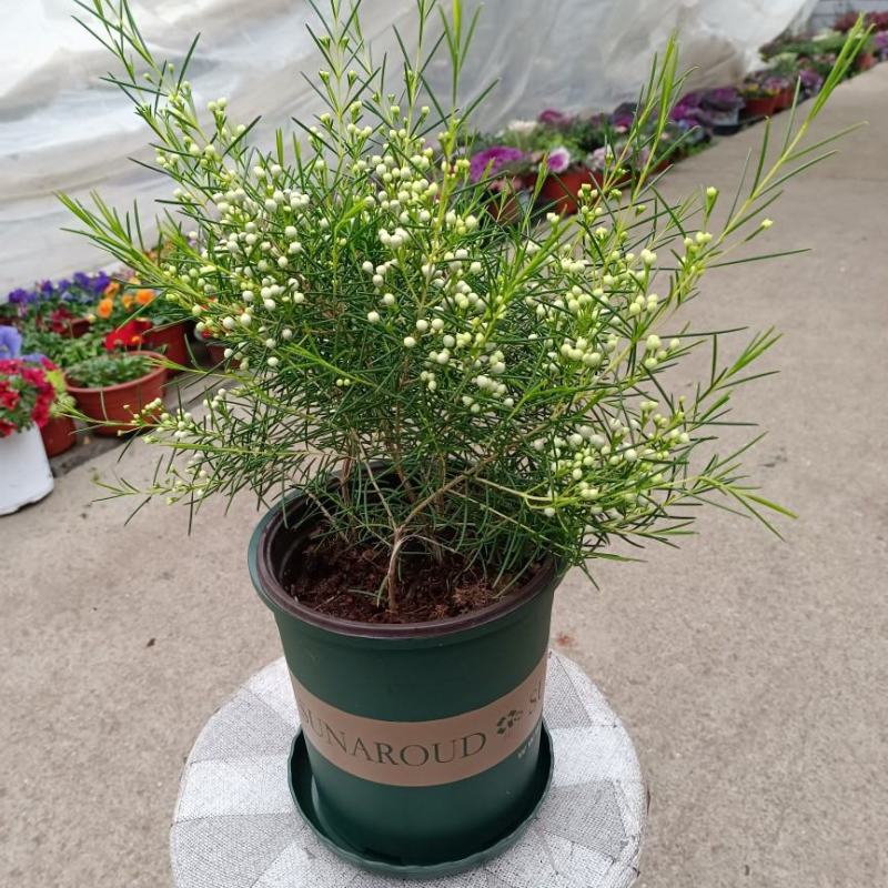 进口澳洲腊梅盆栽带花苞梅花耐寒多年生木本植物阳台庭院