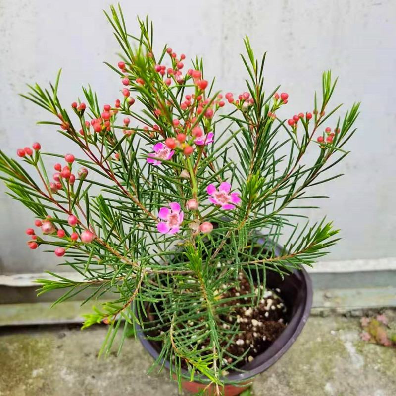 进口澳洲腊梅盆栽带花苞梅花耐寒多年生木本植物阳台庭院