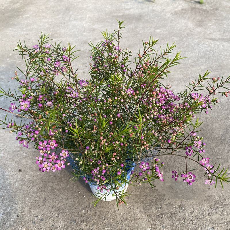 进口澳洲腊梅盆栽带花苞梅花耐寒多年生木本植物阳台庭院