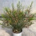 进口澳洲腊梅盆栽带花苞梅花耐寒多年生木本植物阳台庭院