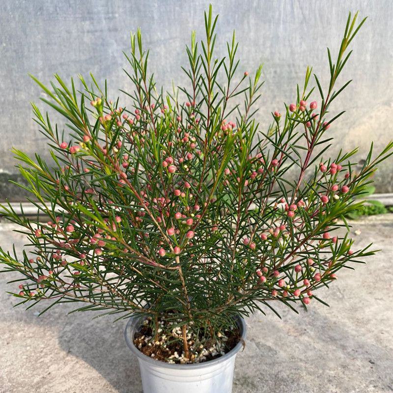 进口澳洲腊梅盆栽带花苞梅花耐寒多年生木本植物阳台庭院