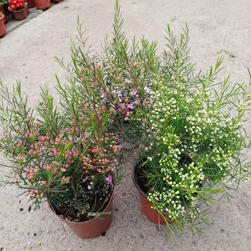 进口澳洲腊梅盆栽带花苞梅花耐寒多年生木本植物阳台庭院