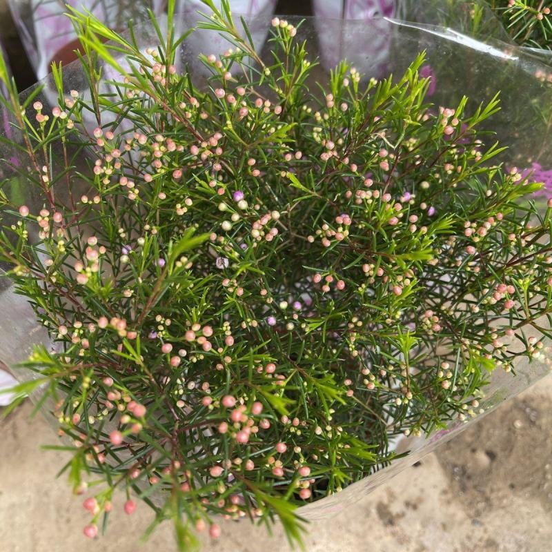 进口澳洲腊梅盆栽带花苞梅花耐寒多年生木本植物阳台庭院