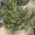 进口澳洲腊梅盆栽带花苞梅花耐寒多年生木本植物阳台庭院