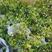 进口澳洲腊梅盆栽带花苞梅花耐寒多年生木本植物阳台庭院