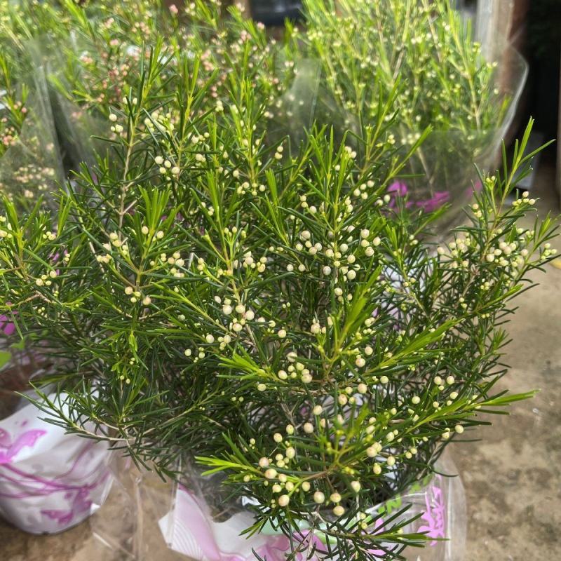 进口澳洲腊梅盆栽带花苞梅花耐寒多年生木本植物阳台庭院