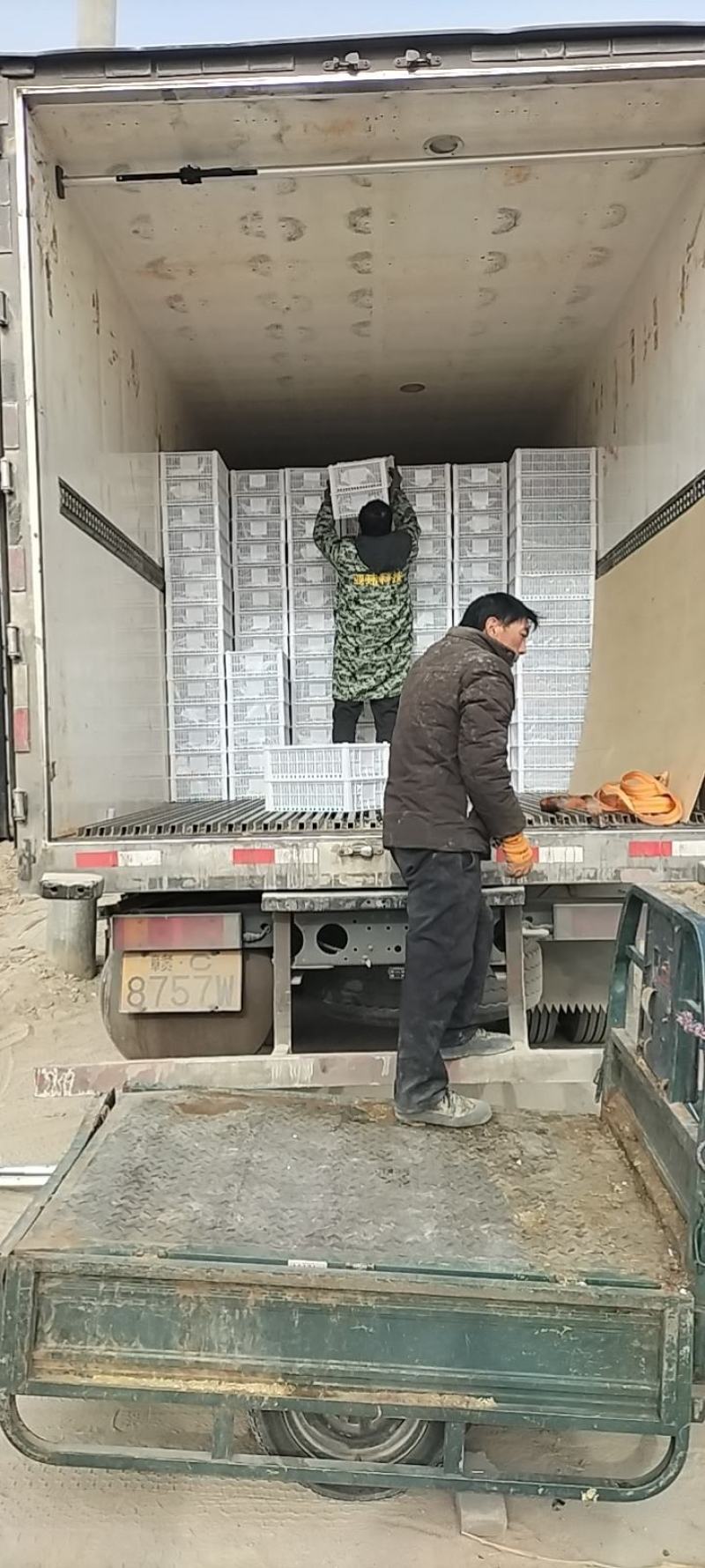 克伦生葡萄口味甜中带着微微的酸、没有籽实。