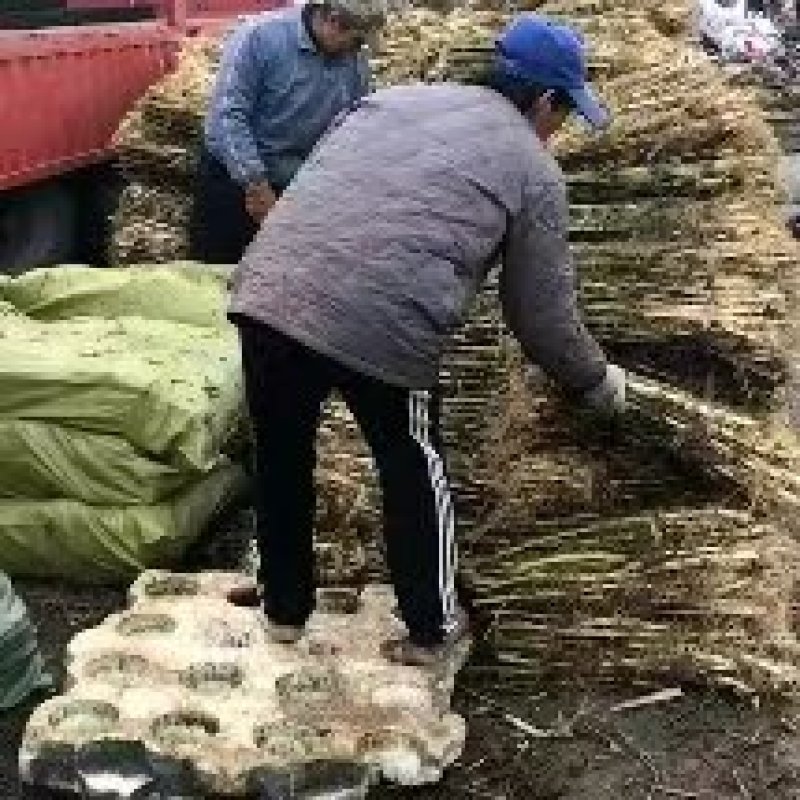 纯野生，天然芦苇苗大量有货要的联系