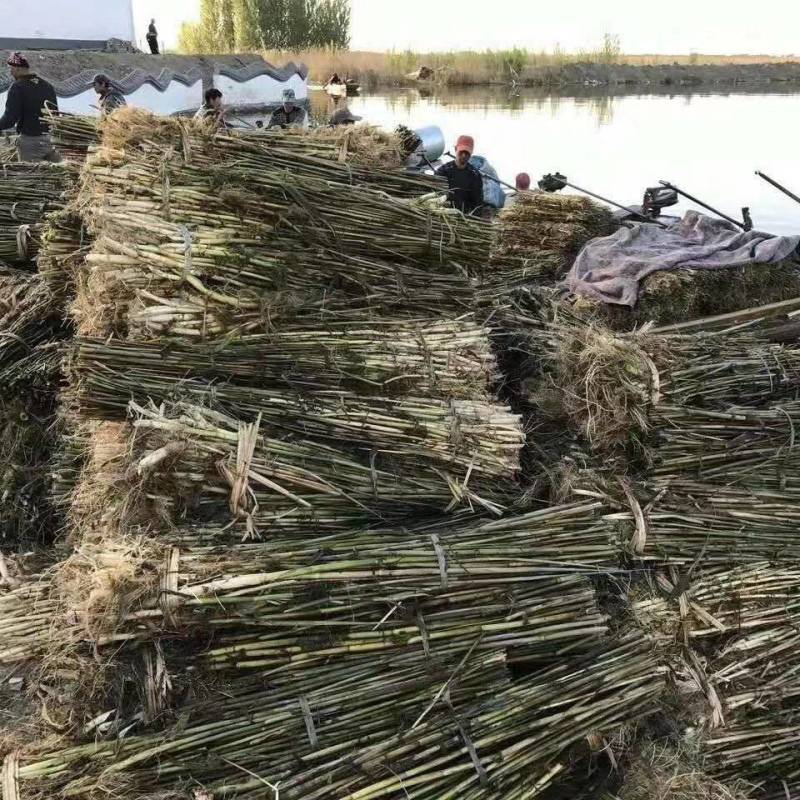 纯野生，天然芦苇苗大量有货要的联系