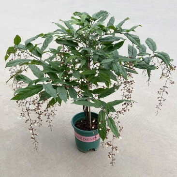 垂丝茉莉盆栽栽垂丝茉莉开花清香阳台室内
