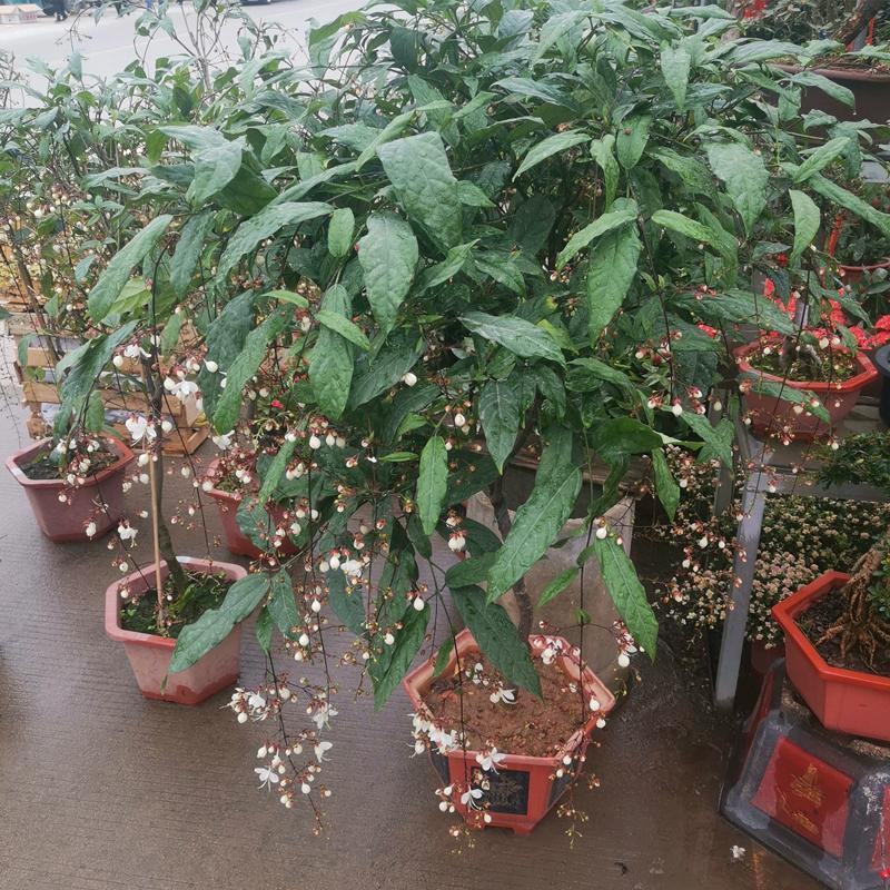 垂丝茉莉盆栽栽垂丝茉莉开花清香阳台室内