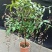 垂丝茉莉盆栽栽垂丝茉莉开花清香阳台室内