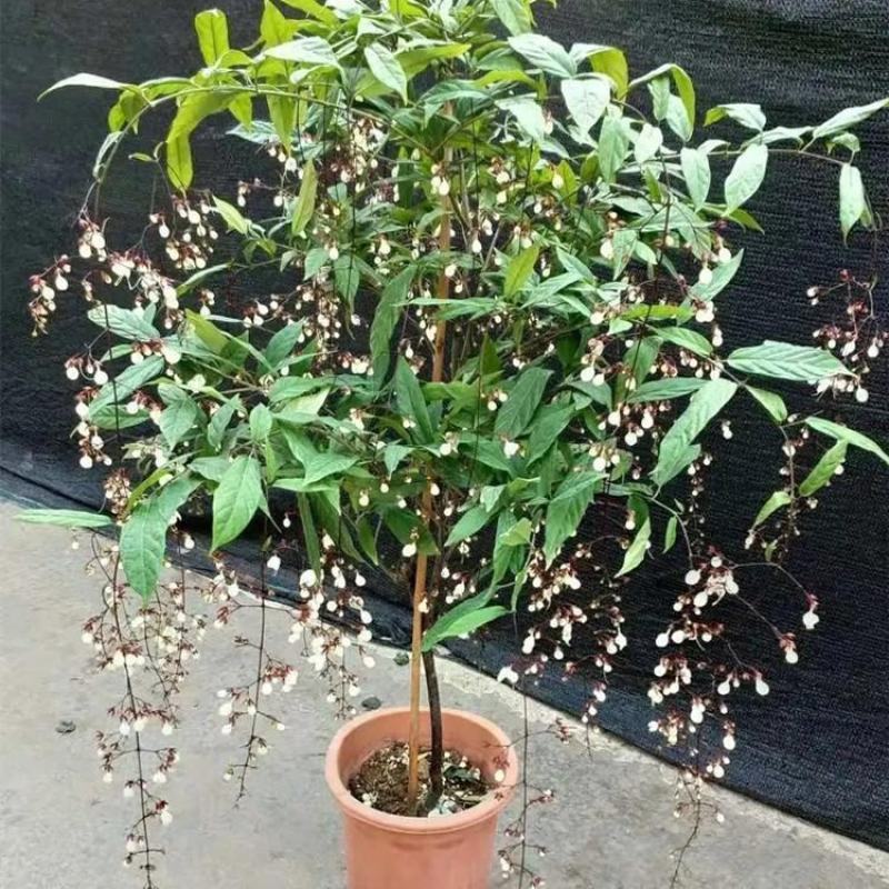 垂丝茉莉盆栽栽垂丝茉莉开花清香阳台室内