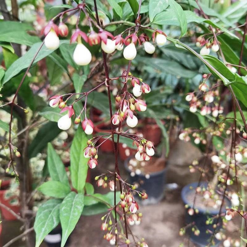 垂丝茉莉盆栽栽垂丝茉莉开花清香阳台室内