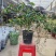 垂丝茉莉盆栽栽垂丝茉莉开花清香阳台室内