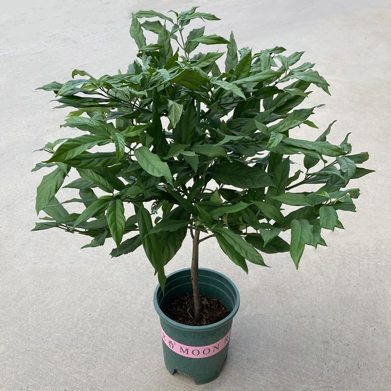 垂丝茉莉盆栽栽垂丝茉莉开花清香阳台室内
