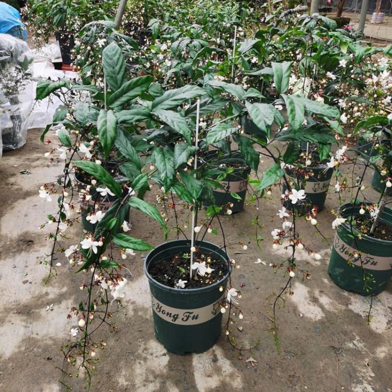 垂丝茉莉盆栽栽垂丝茉莉开花清香阳台室内