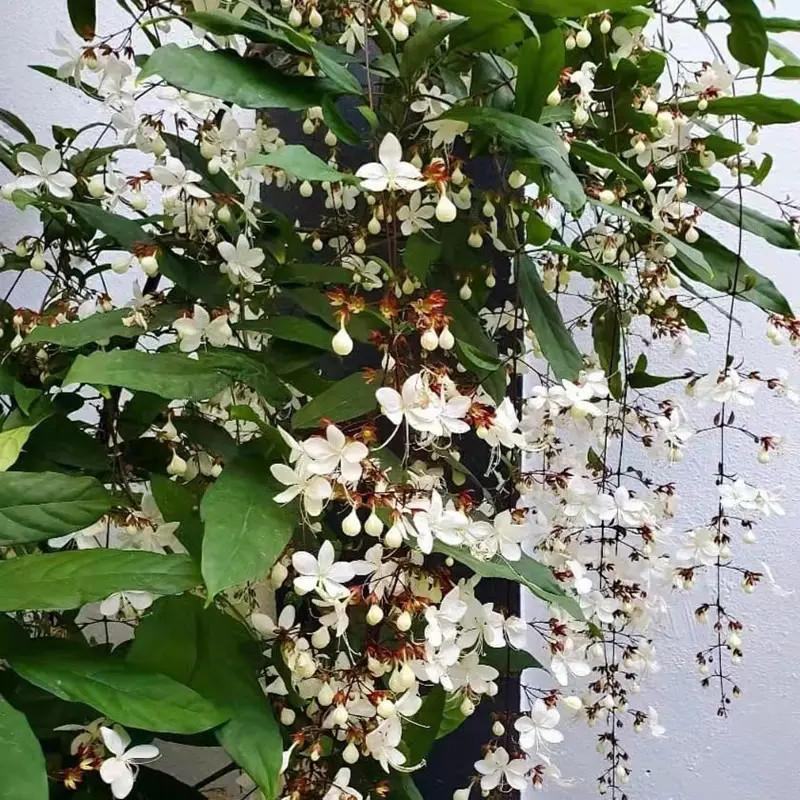 垂丝茉莉盆栽栽垂丝茉莉开花清香阳台室内