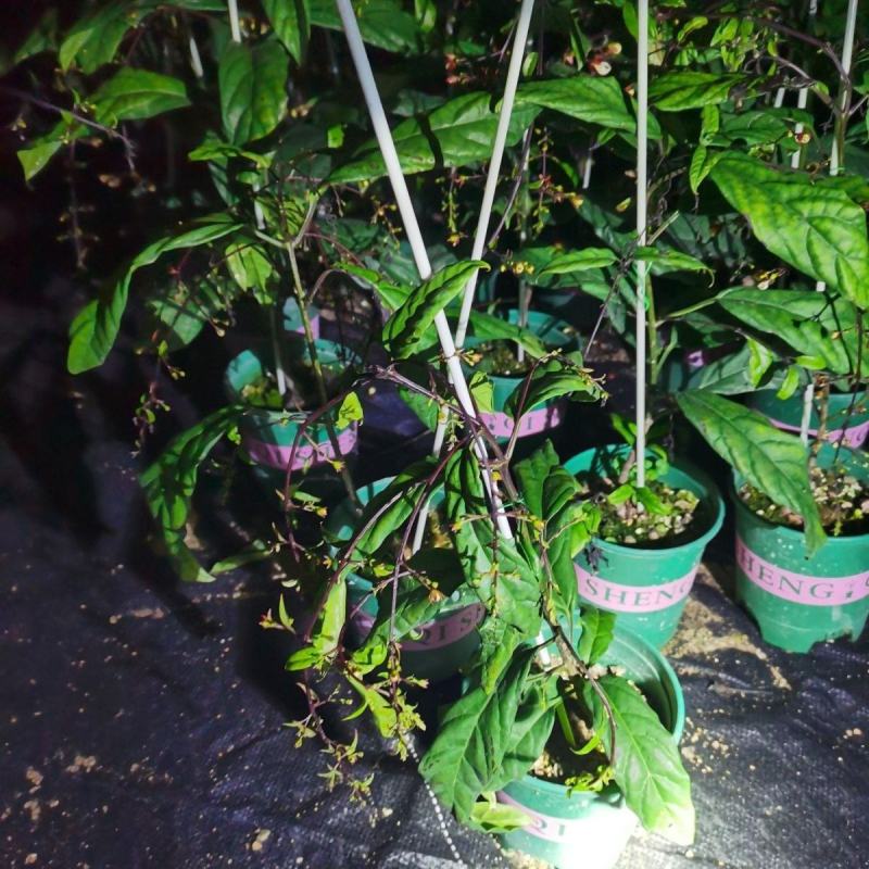 垂丝茉莉盆栽栽垂丝茉莉开花清香阳台室内