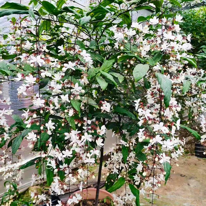 垂丝茉莉盆栽栽垂丝茉莉开花清香阳台室内
